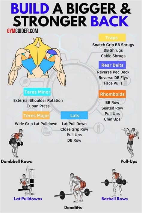 Included are several layered views of the back muscles, the doral muscles, subclavius muscles, rhomboideus major and minor muscles, deltoid muscles and many more. Top 10 The Best Muscle-Building Back Exercises | Back ...