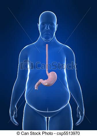 Overweight Male Stomach 3d Rendered Illustration Of A Transparency