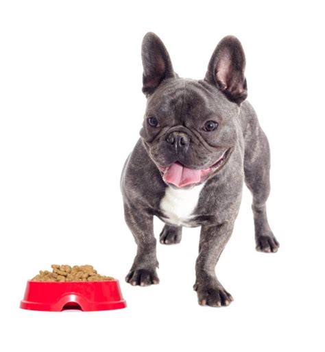 French bulldogs are annoying because they are adorable, they are engaging with humans at a deeply interpersonal level, and yet, they have a very sincere aversion to obedience. Hairless Mixed-breed dog, mix between a French bulldog and ...