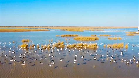 Migratory Birds Flock To E China Wetland As Winter Arrives