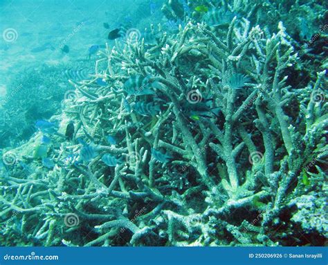 Stag Horn Coral And Fish Stock Photo Image Of Reef 250206926