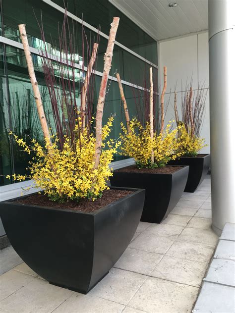 Birch And Replica Forsythia Front Porch Flowers Front Porch Planters