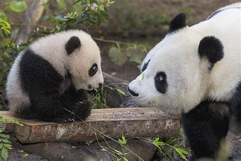 Giant Panda Mother With Cub Photograph By San Diego Zoo
