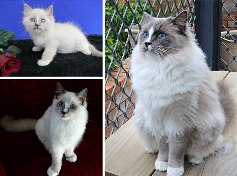 Ragdolls are big cats, weighing up to 20 pounds. Ragdoll Cat Colors | Ragdoll Cat Color Progression and ...