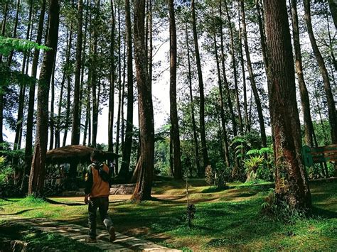 Hutan Pinus Bandung 7 Tempat Wisata Keren Wisatahits