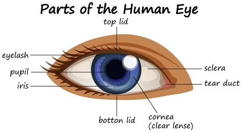 Human Eye Anatomy Parts And Structure — Biology Notes