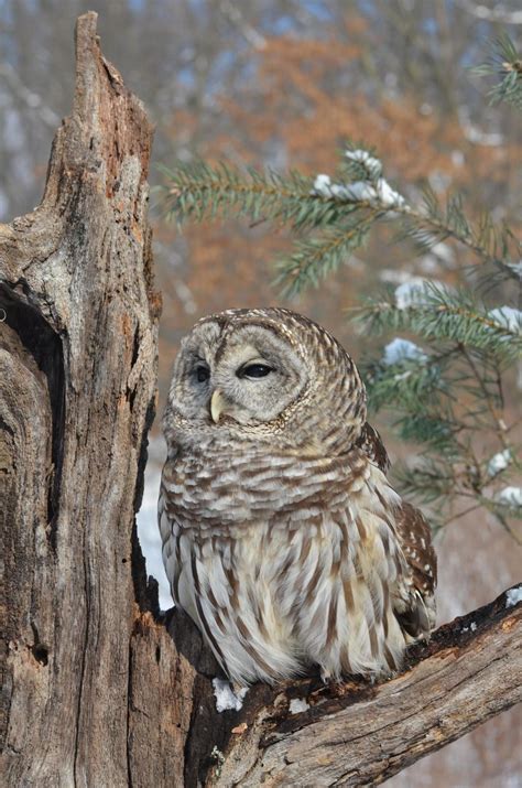 Winter Hoots Looking And Listening For Owls In Northeast Ohio Morgan