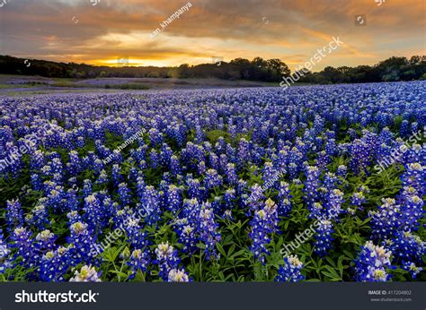 Beautiful Bluebonnets Field Sunset Near Austin Stock Photo 417204802