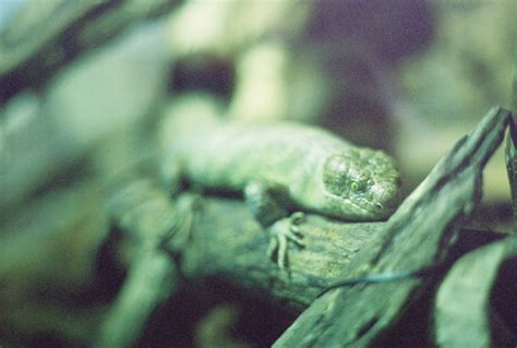 Toronto Zoo Solomon Islands Skink Corucia Zebrata Zoochat