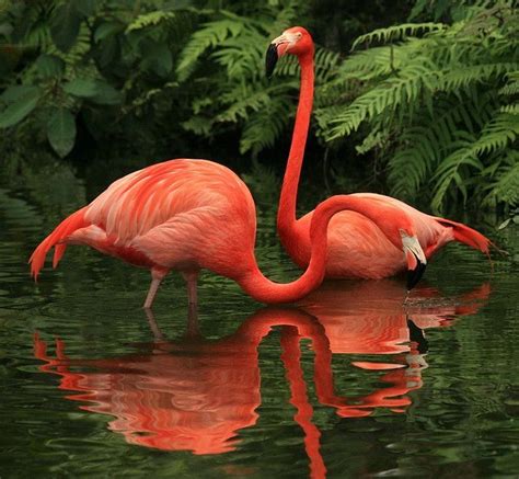 Os Flamingos São Aves Pernaltas De Bico Encurvado Há Várias Espécies