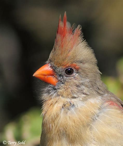 Northern Cardinal South Dakota Birds And Birding