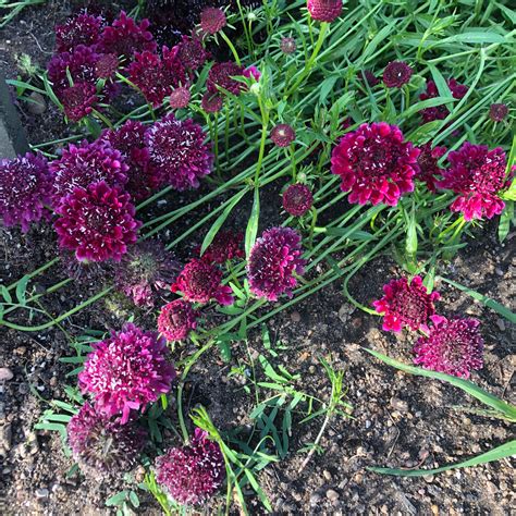 Imperial Mix Scabiosa Revival Seeds