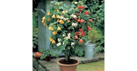 If your recipient likes gardening or loves plants and flowers. Flowering Maple | Best Indoor Flower Plants For Beginners ...