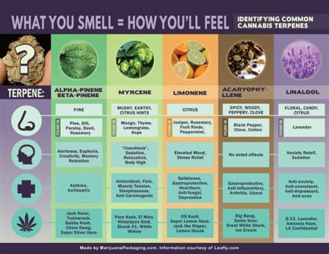 The Different Terpenes In Cannabis And Their Effects On Health