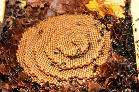 Design A Native Stingless Bee Hive Primary Schools Competition