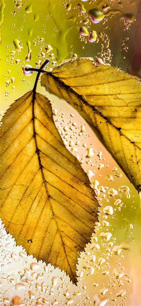 1125x2436 Yellow Leaves Autumn Macro 5k Iphone Xsiphone 10iphone X Hd