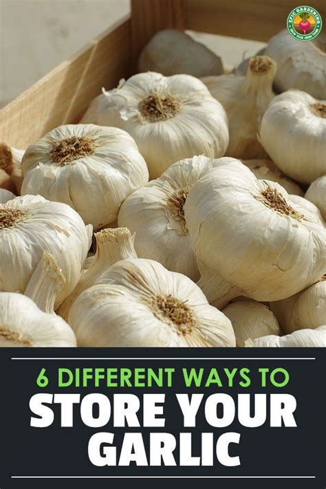 6 Different Methods For Storing Garlic How To Store Garlic Garlic