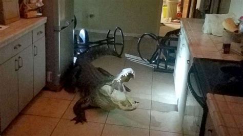 I Have A Gigantic Alligator In My Kitchen 11 Foot Gator Detained