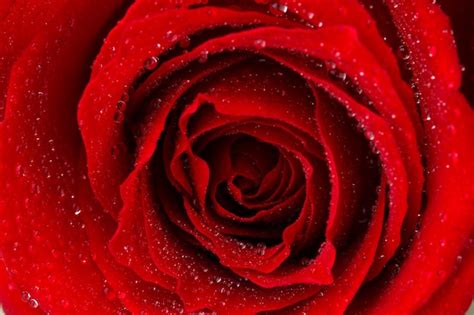Premium Photo Beautiful Red Rose Close Up