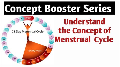 understand concept of menstrual cycle class 12 biology dr s k singh youtube