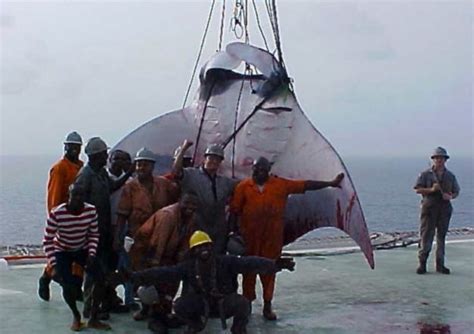 Giant Manta Ray Pulled Aboard Oil Rig Service Ship After Being Killed