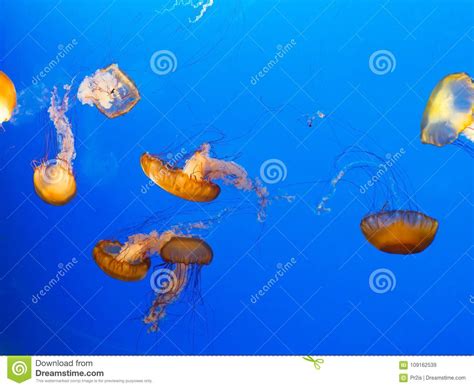 Pacific Sea Nettle Chrysaora Fuscescens Stock Image Image Of Marine
