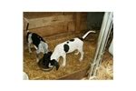 Thank you for looking at my website. Bluetick Coonhound Puppies for Sale from Reputable Dog ...