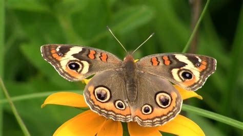 Common Buckeye Butterfly Youtube