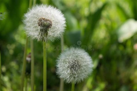 Fluffy Dandelions On A Green Meadow Stock Image Image Of Spring