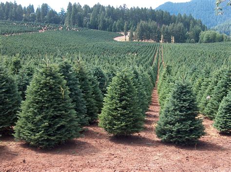 Christmas Tree Farms Near Me - Idalias Salon