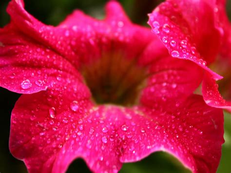 Raindrops On A Flower Plants Photo Wallpaper Preview