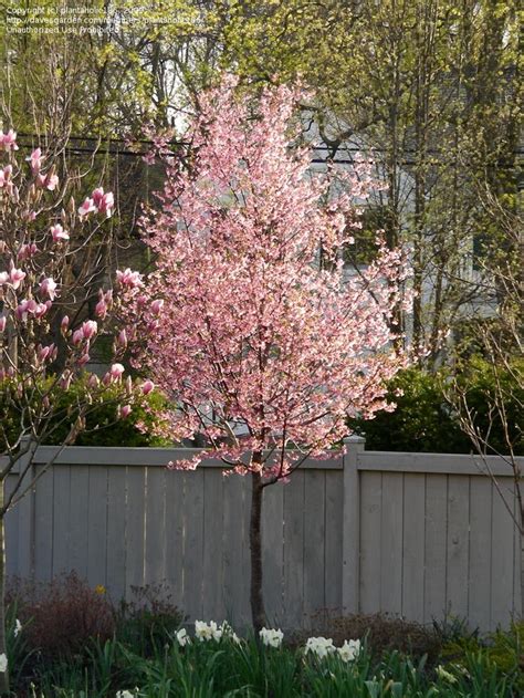 Plantfiles Pictures Flowering Cherry Okame Prunus 7 By Tristramuk