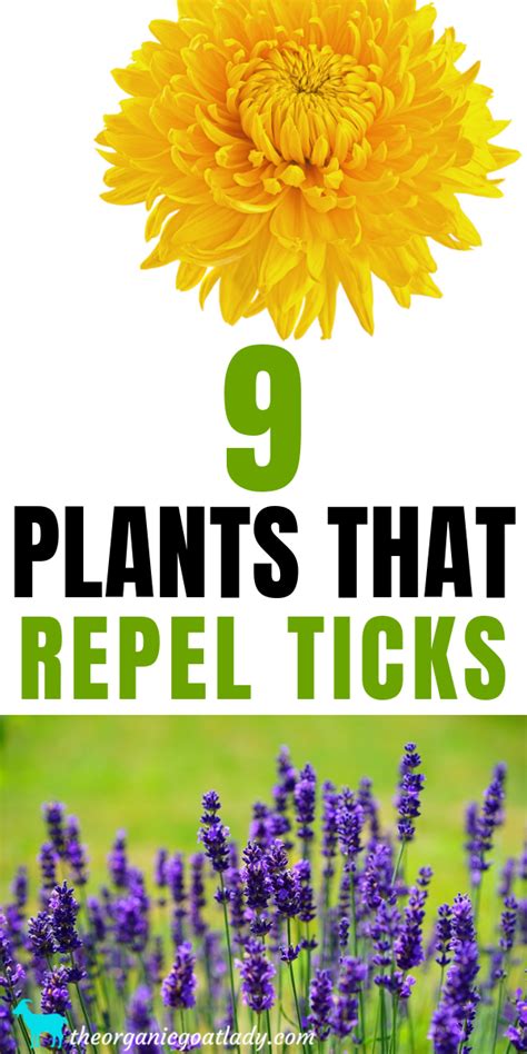 9 Plants That Repel Ticks - The Organic Goat Lady