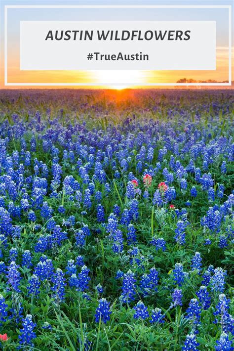 Get the freshest, best flowers in austin for your special occasion at same day flower delivery austin tx. Where to See Wildflowers by Austin, TX | Texas Wildflowers ...