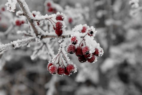 Free Picture Tree Branch Winter Frost Nature Snow Plant Ice