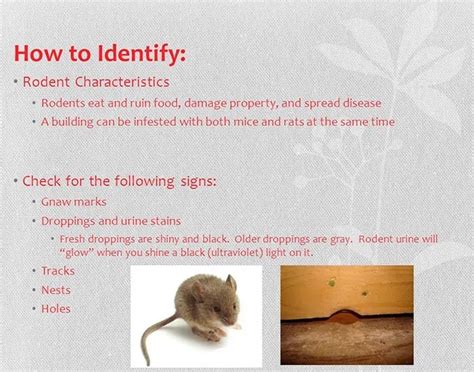 Chew marks can be found on pasta, or droppings can be found in your silverware drawer when you reach a spatula. Causes and Signs of Mice Infestation: Find Out the Best Methods to Treat the Problem Completely