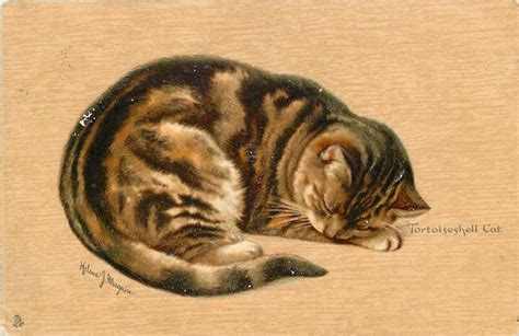 In addition to a tortoiseshell cat's fur needing to be particular colors and then classified as mosaic or chimera, their coat can also. 22 best pencil drawings of animals images on Pinterest ...