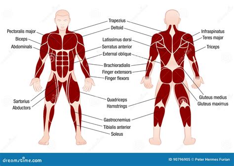 Names Of Muscles Muscles And Joints Insufficent Love Wall