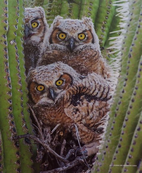 Great Horned Owls In A Saguaro Cactus In Arizonas Sonoran Desert