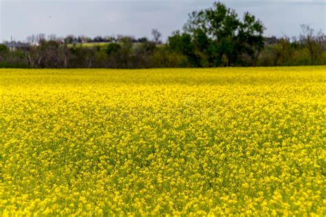 A Field Of Beautiful Bright Yellow Flowering Canola Stock Image Image