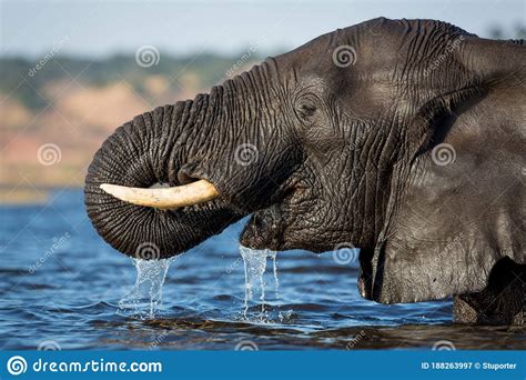 Close Up On Elephant Drinking Water In The Warm Afternoon Light In