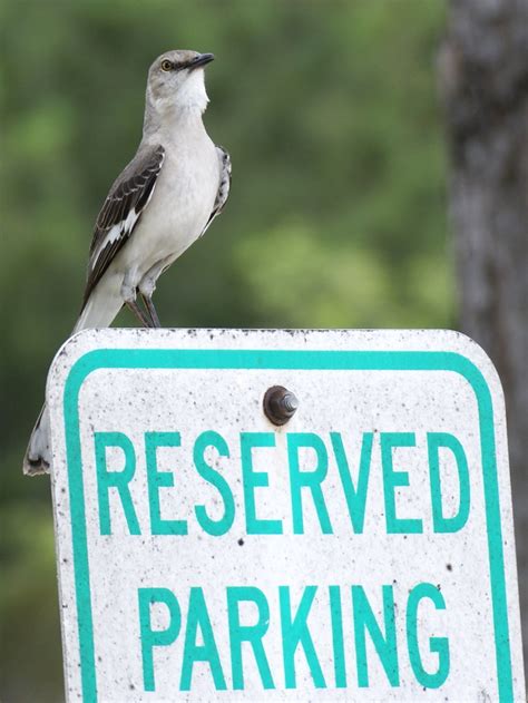Se Texas Birding And Wildlife Watching Cyfair Campus