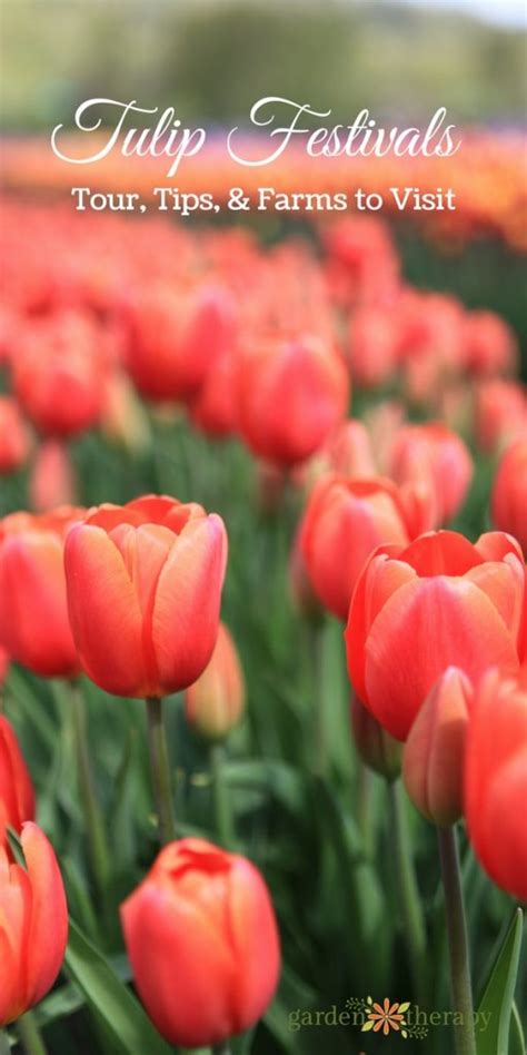 Tips To Tiptoe Your Way Through A Tulip Festival Garden Therapy