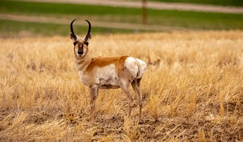 How To Go Antelope Hunting In Wyoming Alpha And Omega Outdoors