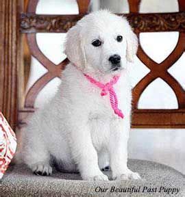 We are not big breeders or a puppy mill but rather a small family outfit. White Golden Retriever Puppies,English,Cream,AKC CERTIFIED ...