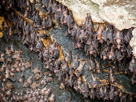 Scientists Drill ‘poop Core Revealing 4000 Years Of Bat Diet And