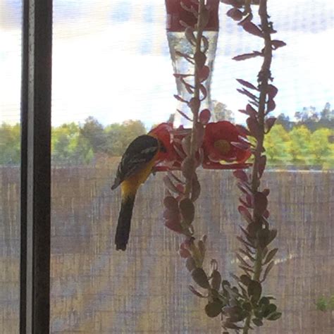 If you love a flower garden you will be one step ahead of everyone else because hummingbirds love flowers too! Sorry this is horrible photo! What bird might this be? My ...