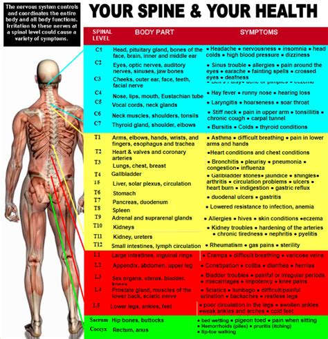 spinal nerve and muscle chart