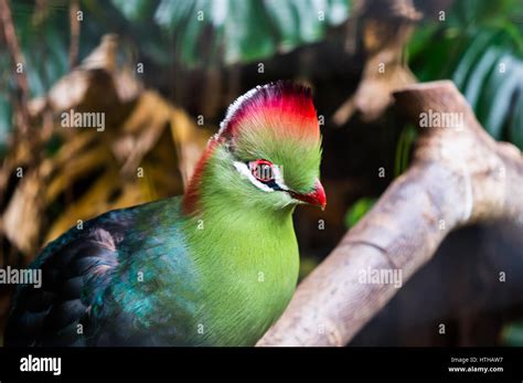 Fancy Bird On Tree Stock Photo Alamy