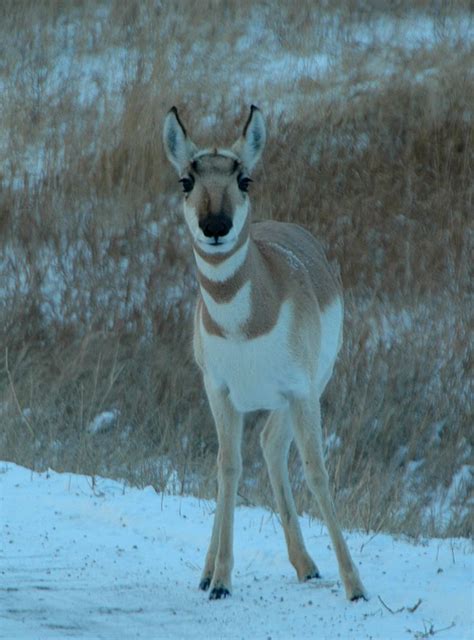 We did not find results for: Pin by Mary Clark on South Dakota | Kangaroo, South dakota ...